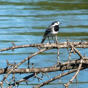 White Wagtail