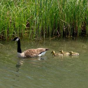 Canada Goose