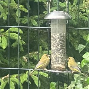 European Greenfinch