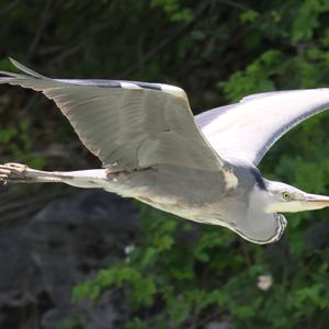 Grey Heron