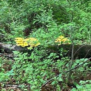 Unknown Species