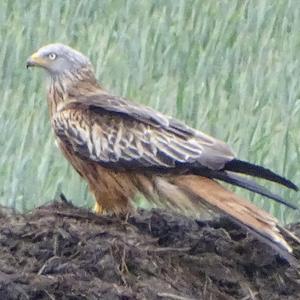 Red Kite