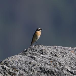 Braunkehlchen