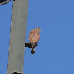 Common Kestrel