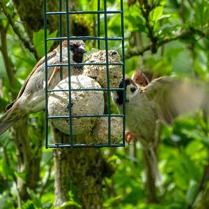House Sparrow