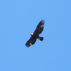 Steinadler