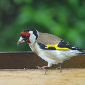 European Goldfinch