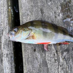 European perch