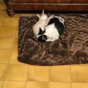 Chihuahua