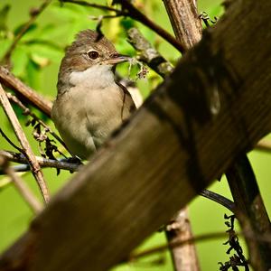 Common Whitethroat