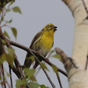 European Serin