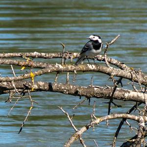 White Wagtail
