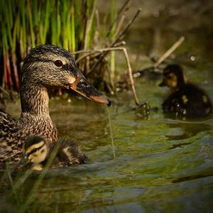 Mallard
