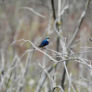 Tree Swallow