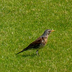 Fieldfare