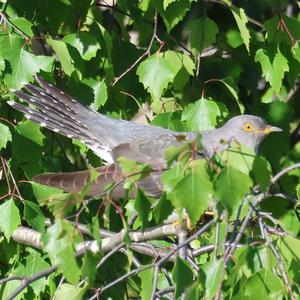 Common Cuckoo