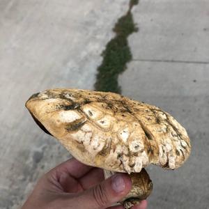 Unknown Species