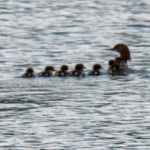 Common Merganser