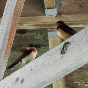 Barn Swallow