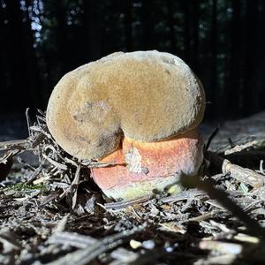 Dotted-stem Bolete