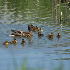 Mallard