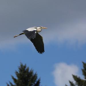 Grey Heron
