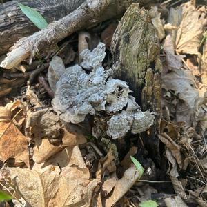 Unknown Species