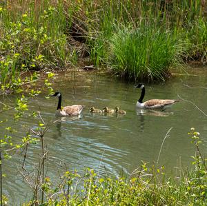 Canada Goose