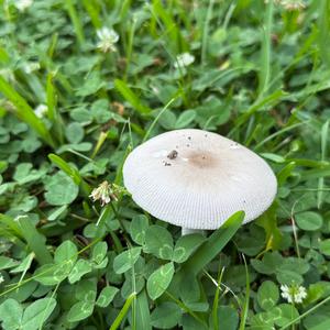 Unknown Species