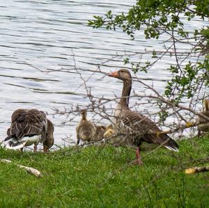 Greylag Goose