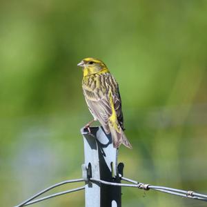 European Serin