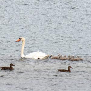 Mute Swan