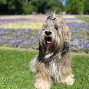 Tibet Terrier