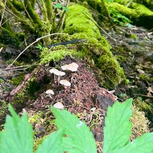 Unknown Species