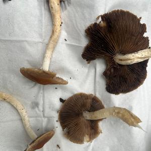 Unknown Species