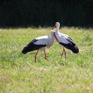 White Stork