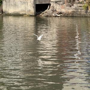 Little Egret