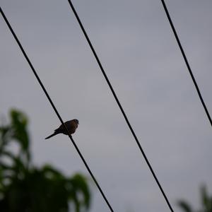 Unknown Species