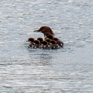Common Merganser