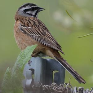 Zippammer
