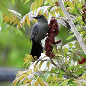 Grey Catbird