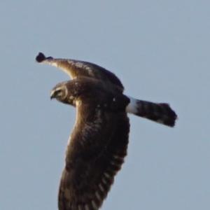 Northern Harrier