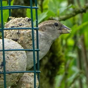 House Sparrow