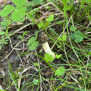 Half-free Morel