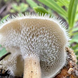 Spring Polypore