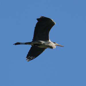 Grey Heron