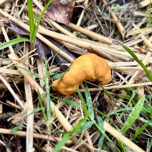 Unknown Species