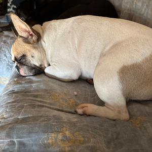 Französische Bulldogge