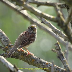 White-throated Sparrow