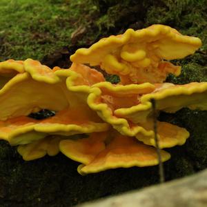 Chicken Mushroom